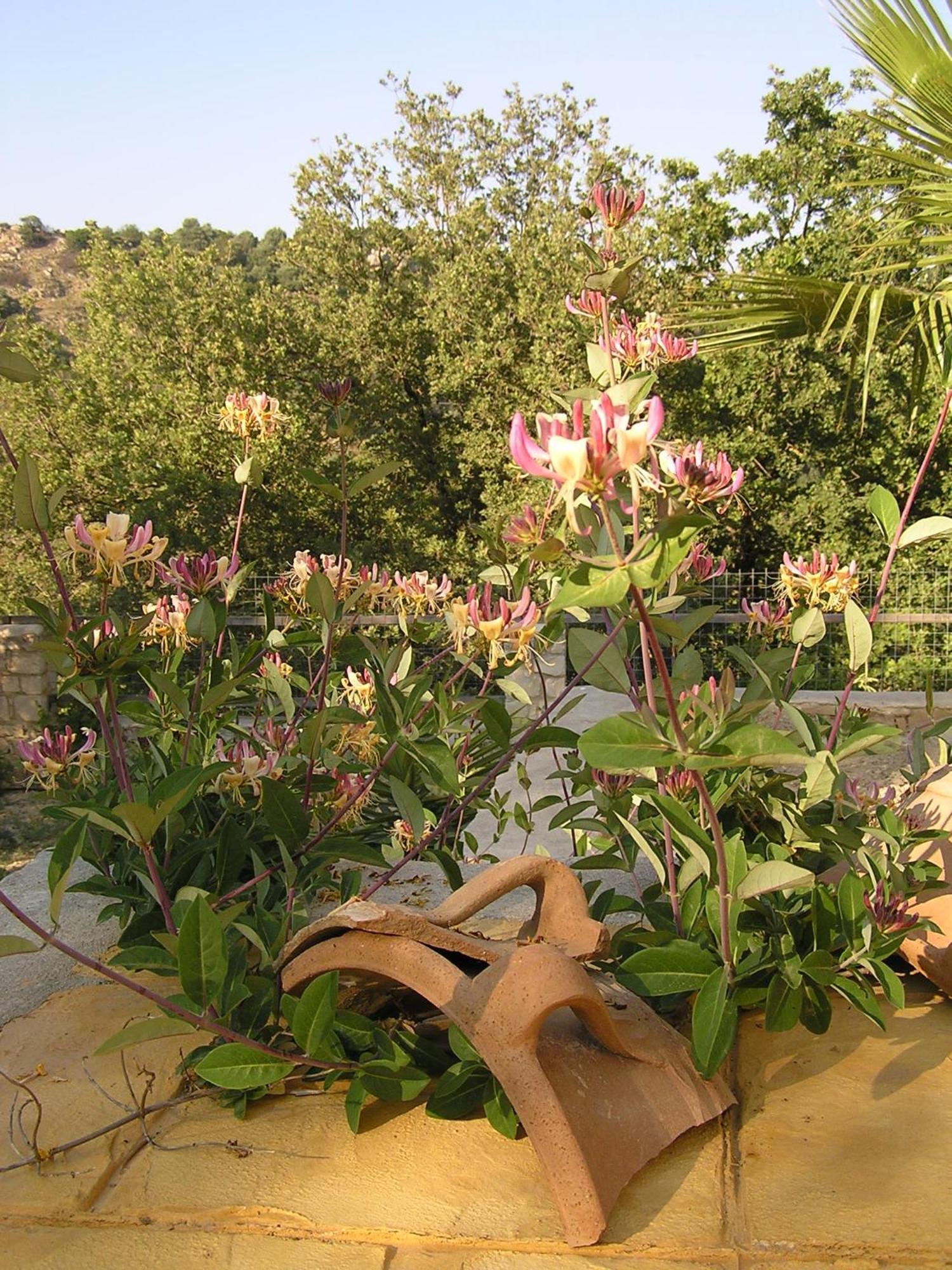 Stratos Villas Kaloniktis Quarto foto